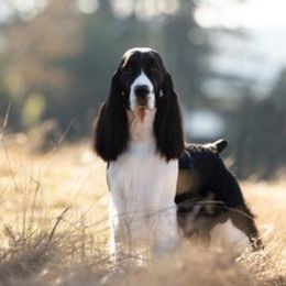 English Springer Spaniels from Tandem English Springer Spaniels