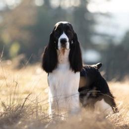 English Springer Spaniels from Tandem English Springer Spaniels