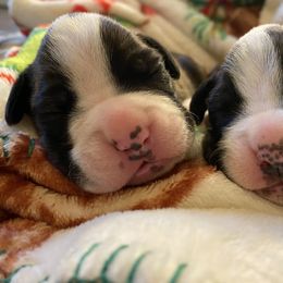 Boxer Puppies from BlueridgeBoxers