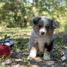 Shaggy - Blue merle male Miniature Australian Shepherd puppy in Lacombe, Louisiana from Indigo River Toy & Mini Aussies