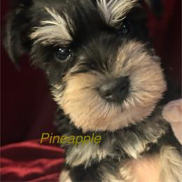 Male 2 - Black and silver male Miniature Schnauzer puppy in Granville, Ohio from Shull Mini Schnauzers