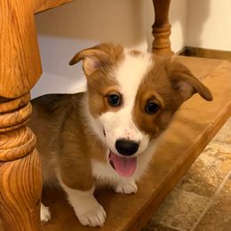 Fred Flintstone- Blue Collar - Red male Pembroke Welsh Corgi puppy in Olathe, Colorado from Rocking LJ Breeding