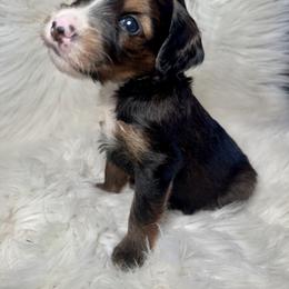 Goldendoodle Puppies from Luxe Doodle Haven