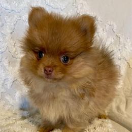 Raya - Beaver female Pomeranian puppy in Bentonville, Arkansas from Hummingbird & Fox