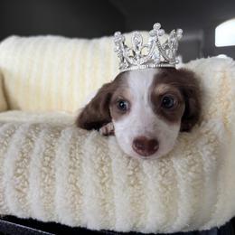 Hope - Piebald female Dachshund puppy in Kissimmee, Florida from Pulley’s Wagging Tails Doxies