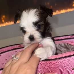 Morkie Puppies from Pink Purse Designer Breeds