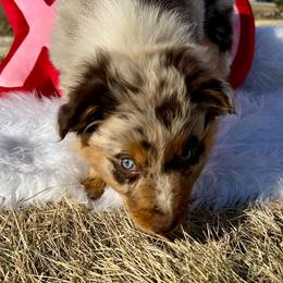 Reva - Red merle female Australian Shepherd puppy in West Union, Iowa from Boundless Hearts Australian Shepherds LLC
