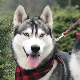 Iris  - Siberian Husky