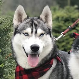 Iris  - Siberian Husky