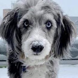 Aussiedoodle and Poodle All Grown Up from H & A Kennels