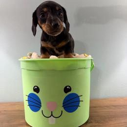 Coffee (Zeus) - Dapple male Dachshund puppy in Live Oak, Florida from Johnson’s Weiner Farm