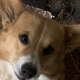 Danny - Pembroke Welsh Corgi