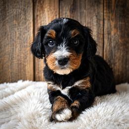 Daisy - Tri-color female Bernedoodle puppy in Ashton, Idaho from Kerr Kanine Ranch