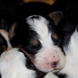 Girl 3 - Tri-color female Bernedoodle puppy in Belgreen, Alabama from Scott’s Farm Poodles and Doodles