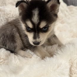 Boy 4 - Black and white male Pomsky puppy in Arkansas from The Looking Glass Kennel