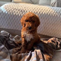 Black Color Male - Red  male Goldendoodle puppy in Loma Rica, California from BloomingPuppies