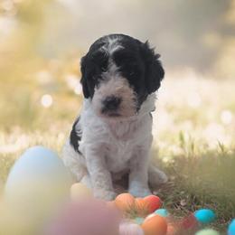 Boy2 - Black and white male Cavapoo puppy in Medina, Ohio from Momma's Minis