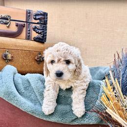 Bernedoodle and Goldendoodle Puppies from Have-a-Doodle Hill