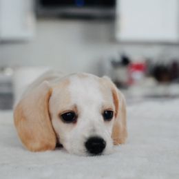 Dachshund Puppies from Mr. Wieners Dachshunds and roxiesdoxies