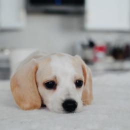 Dachshund Puppies from Mr. Wieners Dachshunds and roxiesdoxies