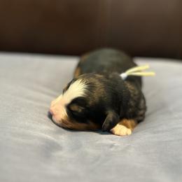 Blue - Tri-color male Bernedoodle puppy in Casper, Wyoming from 307 Doodles