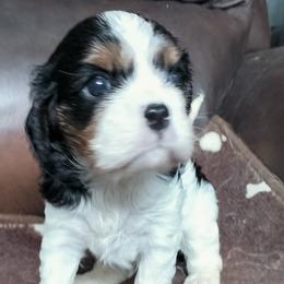Princess Leia - Tri-color female Cavalier King Charles Spaniel puppy in Franklin, North Carolina from Cavaliers of the County Macon