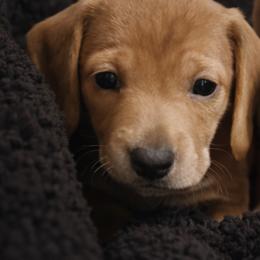 Dallas - Red male Dachshund puppy in Springfield, Missouri from Queen City Sausage Dogs