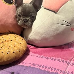 French Bulldog Puppies from Tuscaloosa Frenchies