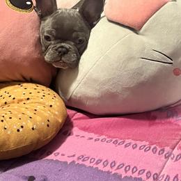 French Bulldog Puppies from Tuscaloosa Frenchies