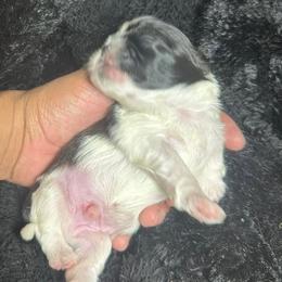 Pepper - Black and white male Shih Tzu puppy in Azusa, California from RJ Shih Tzu lover