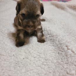Lainey - Chocolate sable female Havanese puppy in Greensboro, North Carolina from Bella's Babies