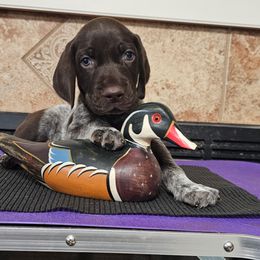 German Shorthaired Pointer Puppies from Crossroad kennel