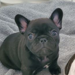 French Bulldog Puppies from Winsome French Bulldogs