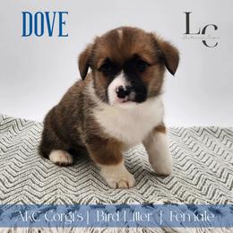 Dove - Sable female Pembroke Welsh Corgi puppy in Pine Village, Indiana from NL Horsemanship