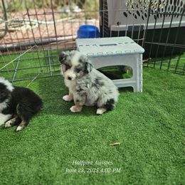 Wesley - Blue merle male Miniature Australian Shepherd puppy in Snowflake, Arizona from Halfpint Aussies