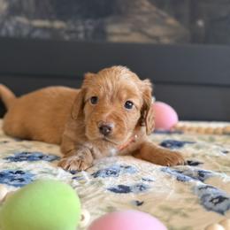 Hangman - Red male Dachshund puppy in Morristown, Tennessee from Hillside Hounds