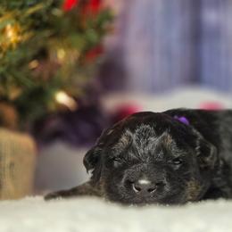 Purple Girl - Black and red female German Shepherd puppy in Ocala, Florida from Guardian Shepherds