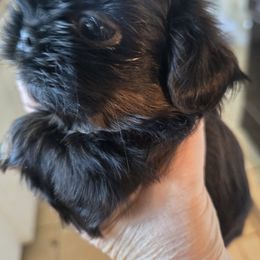 Girl 1 - Black and tan female Shih Tzu puppy in Norris City, Illinois from Dainty and Darling Shih Tzu