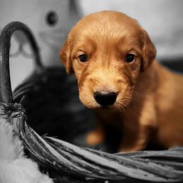 Golden Retriever Puppies from Soda Springs Kennel