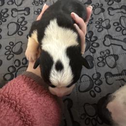Boy 5 - Black and tan male Pembroke Welsh Corgi puppy in Washington from KB Corgis