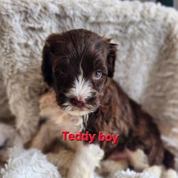 Teddy boy - Brown and white male Portuguese Water Dog puppy in Narvon, Pennsylvania from Prized Family Porties