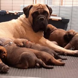 Bullmastiff Puppies from Showdown Kennels