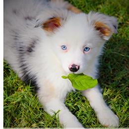Meringue - Blue merle female Miniature Australian Shepherd puppy in Liberty Hill, Texas from Stone & Sage ATX Toy & Mini Aussies