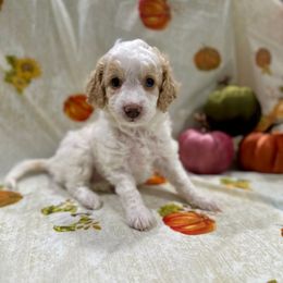 Jelly Bean - Buff and white female Cockapoo puppy in Salem, Oregon from Capital Doodles