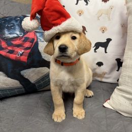 Freedom - Labrador Retriever puppy from Morrison Labrador Retreivers