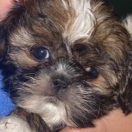 Bernese Mountain Dogs and Shih Tzus from Peekaboo Farms