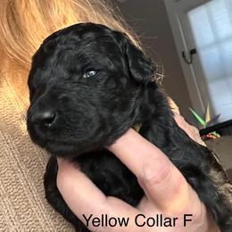 Eclair - Black female Poodle puppy in Greenwich, New York from MizzElle’s Standard Poodles