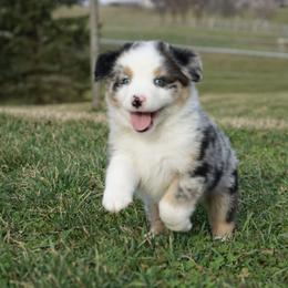 Evander - Blue merle male Australian Shepherd puppy in Holmesville, Ohio from Coffee Run Spring at Miller Farms