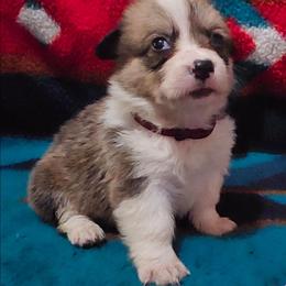 Bashful - Sable female Pembroke Welsh Corgi puppy in Pilot Rock, Oregon from L2H Corgi's