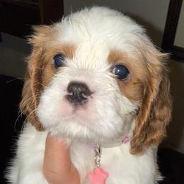 Archie (Tie-dye Pink Male) - Blenheim male Cavalier King Charles Spaniel puppy in Asheboro, North Carolina from Farmwood Cavaliers
